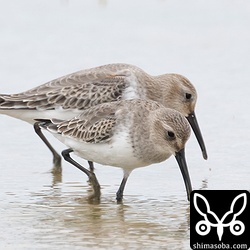 ハマシギ10羽ほどの群れが田んぼに飛来。