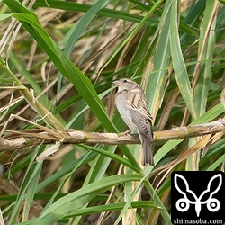 イエスズメのメス(中央)とスズメの大きさ比べ。ひと回り大きく感じます。