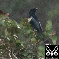 オウチュウやハイイロオウチュウより大きく、行動は落ち着いた印象でした。カラスやサシバに少し警戒しつつも枝先に止まって強風で飛ばされてくる昆虫を捕食していました。