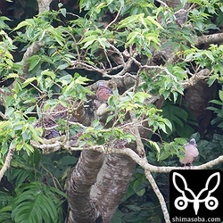 猛禽に驚いて林縁に避難したベニバトやキジバト。