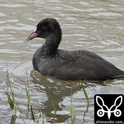 オオバン幼鳥。少し、首回りに白い羽毛があります。部分白化?
