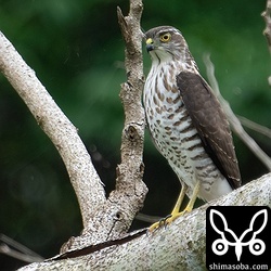 カンムリオウチュウを見ていたら現れたリュウキュウツミの幼鳥。