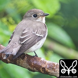 エゾビタキも少数が居残っています。