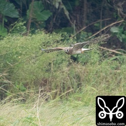 強風の中、ハイイロチュウヒが現れました。セイタカシギやコガモはパニック。
