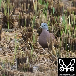 収穫の終わった田んぼには、落穂を拾おうと多くのキジバトが集まってきますが、石垣島の場合、その中には必ずと言っていいほど、ベニバトがいます。
