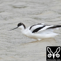 長いこと滞在のソリハシセイタカシギ。2羽いますが、猛禽に脅されています。