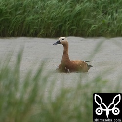 アカツクシガモのメス。