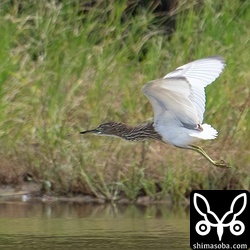 猛禽に驚いて飛ぶアカガシラサギ。
