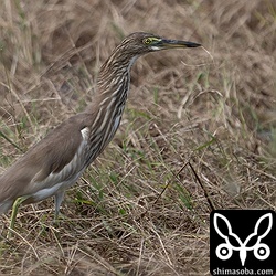 アカガシラサギは増えたり減ったり。この日は2羽でしたが、翌日には5羽が確認されました。