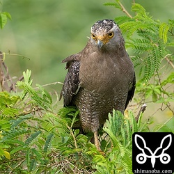 水路の脇に止まり、獲物を探すカンムリワシ。