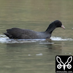 オオバンは一気に増えて数十羽。