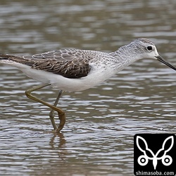 コアオアシシギ幼羽から第1回冬羽へ。