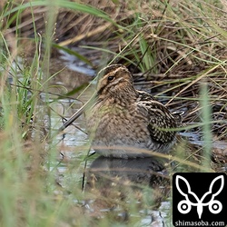 越冬モードのタシギ。