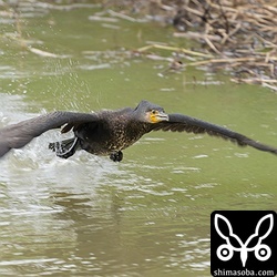 カワウが水路をこちらに向かって走ってきました。^^