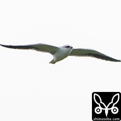 夕方は、田んぼやサトウキビ畑、牧草地などでカタグロトビを獲物を探している姿をよく目にします。