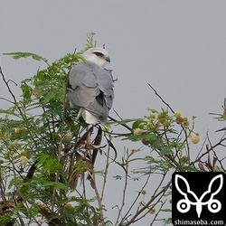 採草地のカタグロトビ。非常に警戒心の弱い個体でした。
