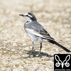 ハクセキレイも増えてきました。