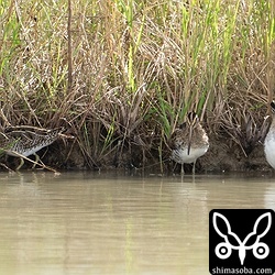 田んぼのジシギはタシギばかり。全て幼鳥。