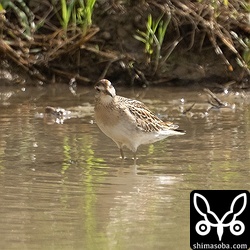 ウズラシギ幼羽後期。