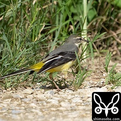 くちばしがおかしいキセキレイ。けがなのか生まれつきなのか。