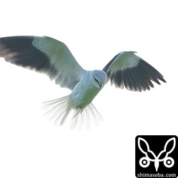 目の前でホバリングするカタグロトビ。