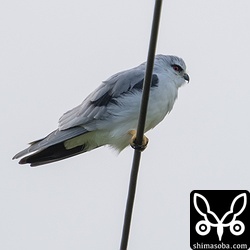 止まっている電線の下を車が通っても平気でした。