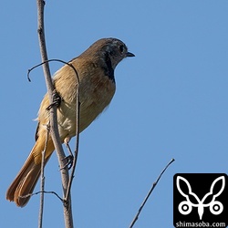 後頭部や後頸部は薄い茶褐色でメスのような感じです。なんとも不思議な興味深い個体です。