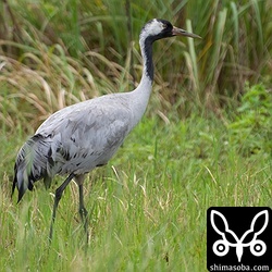 クロヅルは警戒心が当初より弱くなり観察しやすくなりました。
