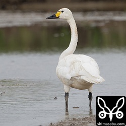 コハクチョウも滞在中。警戒心が弱く、散歩の人が通っても逃げません。