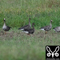 マガンは全部で22羽いました。