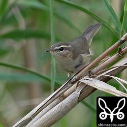 数羽の鳴き声がしていたムジセッカ。1羽は見えるところまで上がってきました。