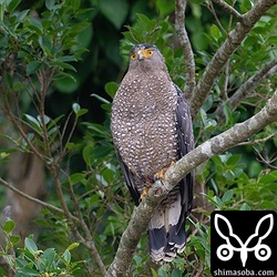 カンムリワシのメス成鳥。2009年に救護されている個体の「キッキ」で右足に赤い標識がついています。