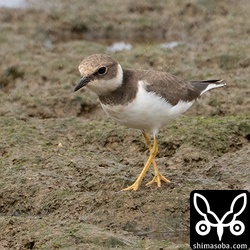コチドリ冬羽。海岸や田んぼで滞在中。