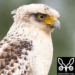 警戒心のない個体で、目の前の電線にやってきました。