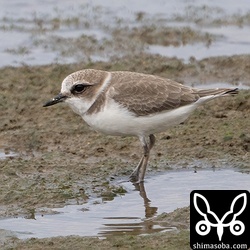 シロチドリ冬羽。こちらもピーク時に比べるとずいぶん減りました。