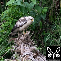 見晴らしのよいところから獲物探し。