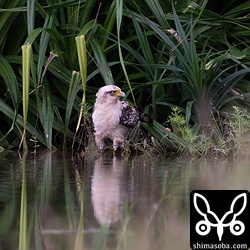田んぼに飛び込んだカンムリワシの幼鳥。狩りは失敗?