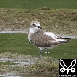 メダイチドリ冬羽。一時期より数を減らしましたが、まだ各地の海岸で滞在中。