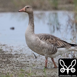 警戒心ゼロのハイイロガンは長期滞在中。越冬する気でしょうか?