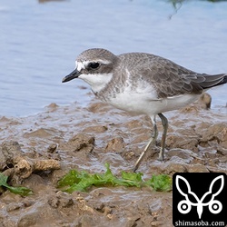 冬羽のメダイチドリ。これが大半。