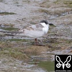 クロハラアジサシ幼鳥。