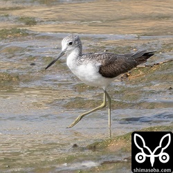 アオアシシギ幼鳥。