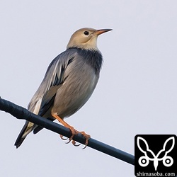 ギンムクドリ成鳥オス。今年の群れは小さめなのが多いです。