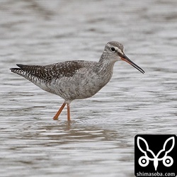 ツルシギ成鳥。冬羽へ換羽中。
