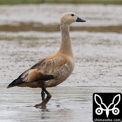 今シーズン、3羽目となるアカツクシガモは幼鳥でした。幼羽から第1回生殖羽へ移行中。