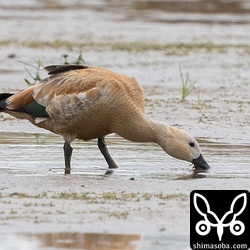 水の張っていない田んぼで採餌。何を食っているんでしょうか。