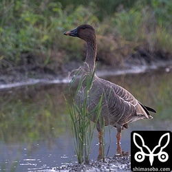 ハイイロガンといつも一緒にいるのはヒシクイ。なぜかこの2羽は、マガン、カリガネたちの群れには入りません。
