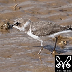 シロチドリ幼鳥。