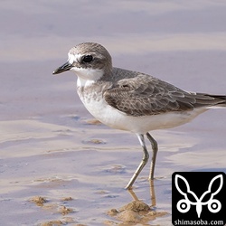 メダイチドリ幼鳥。第1回冬羽へ。
