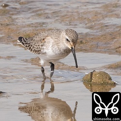 ハマシギは海岸や田んぼで羽休め。